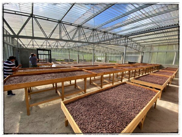 colombia-maceo -san-juan-drying-The-Cocoa-Provider